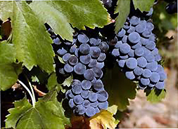 В Абхазии состоялся  «Праздник молодого вина»
