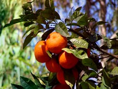 С начала цитрусового сезона в Россию вывезено 11 074 тонн мандарин