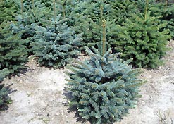 Абхазская пихта  - лучшая «Новогодняя елка» в  Европе