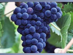 В Абхазии в день преображения господня освящают виноград.
