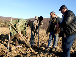 На плантациях фирмы «Вина и воды Абхазии» началась массовая посадка аборигенных абхазских сортов винограда.